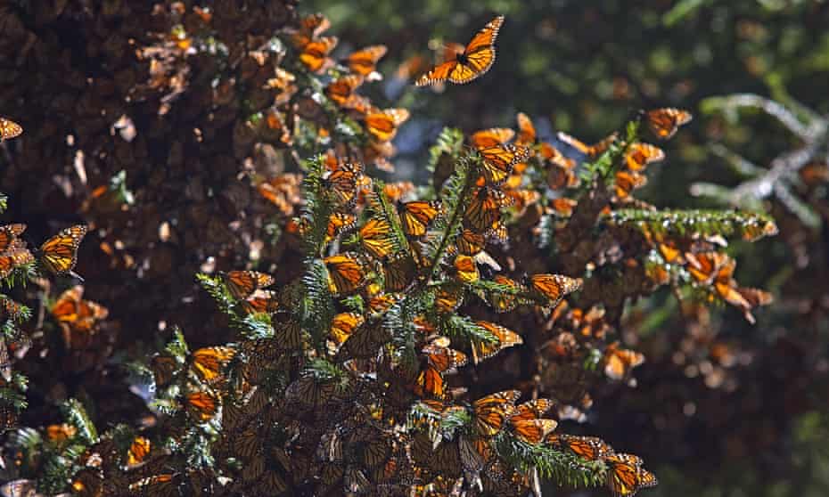 The butterflies’ population covered only 2.1 hectares (5.2 acres) in 2020, compared to 2.8 hectares (6.9 acres) the previous year.
