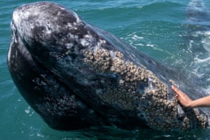 A whale watcher touches a gray whale