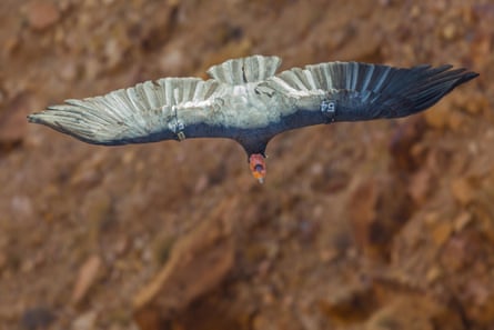 A condor glides with its wings outstretched. Both wings have a tracking tag with a number 54 on it.