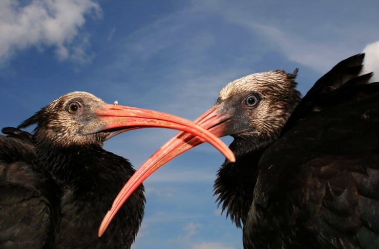 The birds have distinctive bald red heads and long curved beaks. Photograph: undefined/Waldrapp