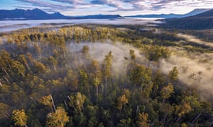 Forest in Tasmania