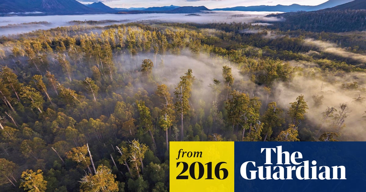 Moratorium on logging Tasmania's old growth forests could be reversed