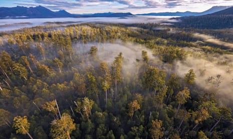 Tasmanian government will consider reversing a moratorium on logging in old growth forests. 