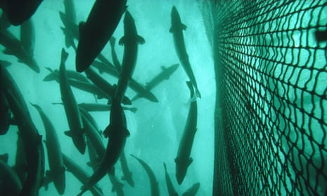 Atlantic salmon (Salmo salar) in cage of Salmon farm, Norway. BRAAKN 