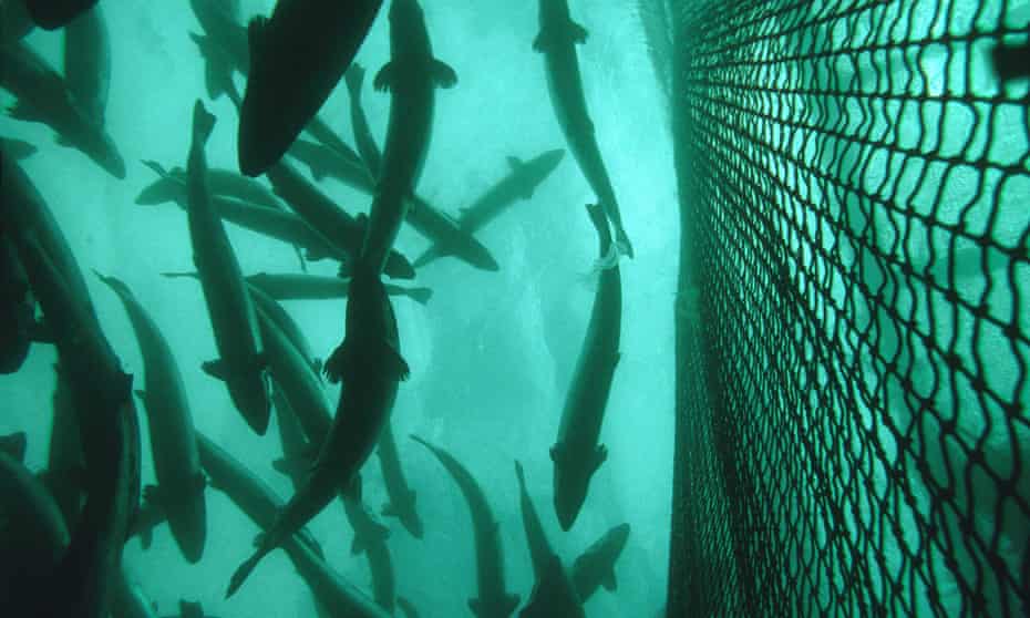 Atlantic salmon (Salmo salar) in a salmon farm cage