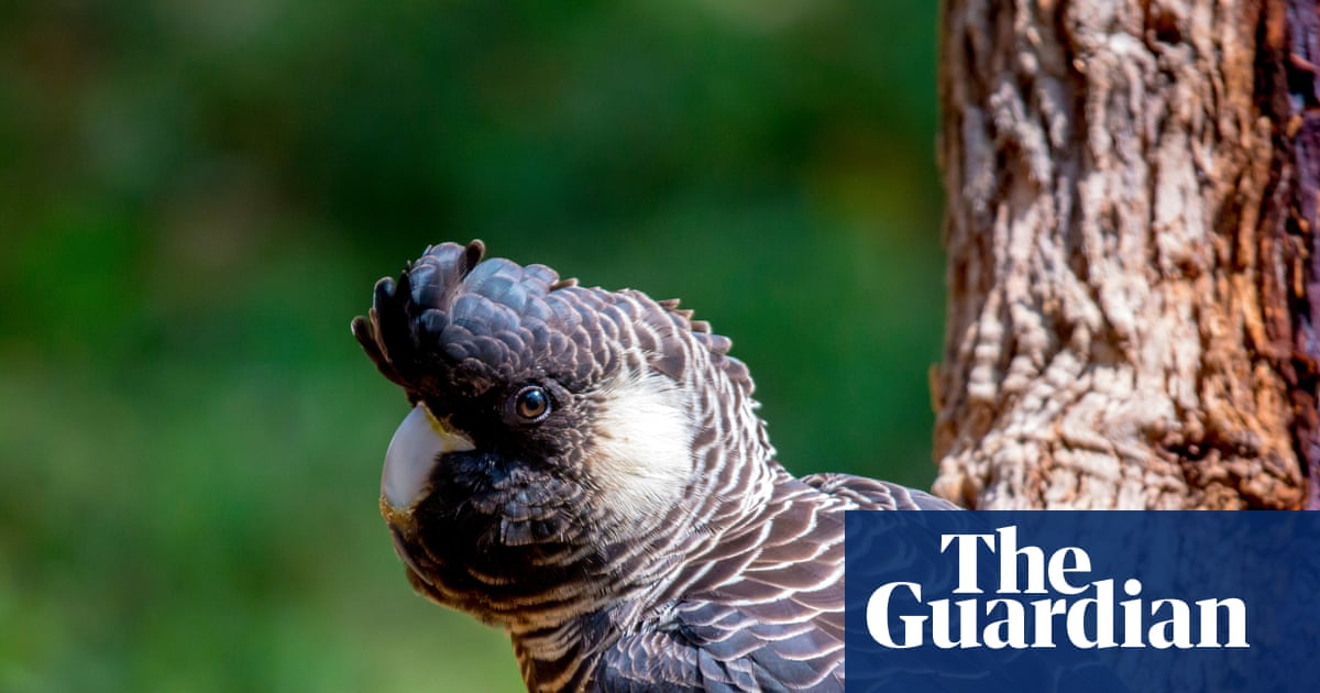 ‘Baudin’s or bauxite?’: stark warning black cockatoo won’t survive mining expansion