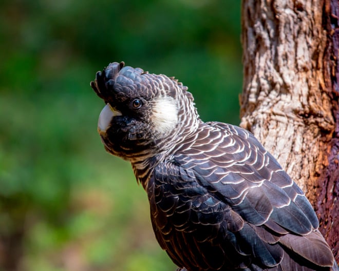 ‘Baudin’s or bauxite?’ Stark warning black cockatoo won’t survive mining expansion ‘Baudin’s or bauxite?’ Stark warning black cockatoo won’t survive mining expansion