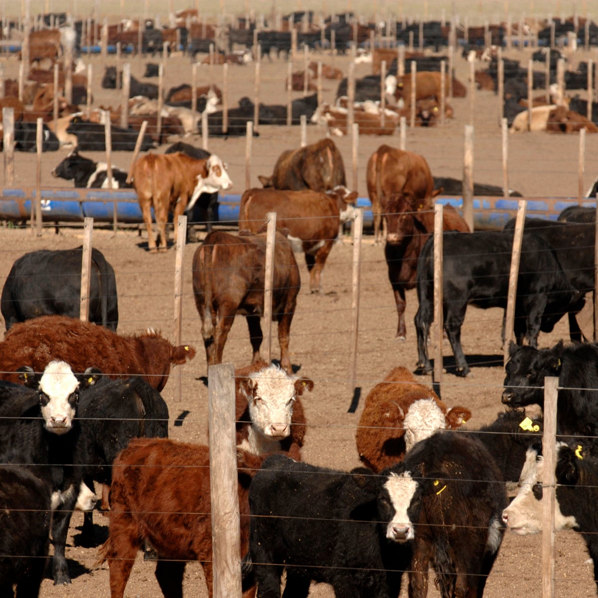 Hidden Cost Of Feeding Grain To Farm Animals To Hit 1 32tn A Year Food The Guardian Hidden Cost Of Feeding Grain To Farm Animals To Hit 1 32tn A Year Food The Guardian