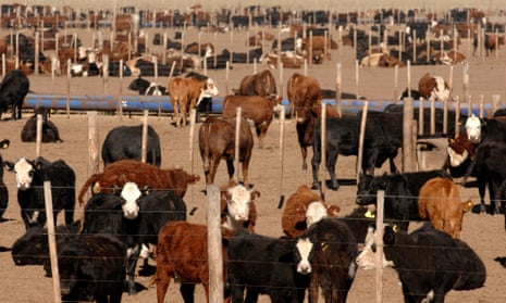 Hidden cost of feeding grain to farm animals to hit $ a year | Food |  The Guardian