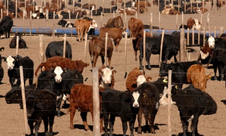 Cattle on a farm in Argentina. Beef and rice production are significant sources of methane emissions.