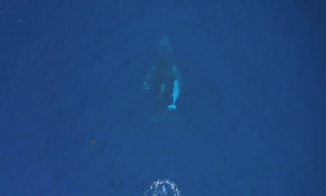 A drone image, taken from the coast of Guerilla bay, Eurobodalla, NSW, showing what is believed to be a rare albino Humpback whale calf.