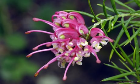 Rosemary Grevillea