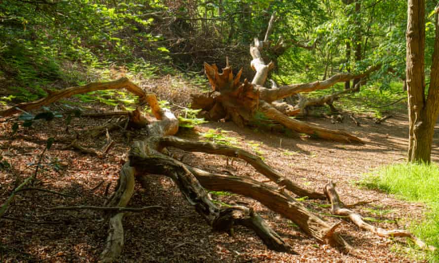 A fallen oak tree.