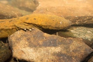 The hellbender salamander underwent population declines of 77% across five locations in Missouri, US, between 1975 and 1995. Degradation of habitat from the effects of agriculture and the recreational use of rivers is believed to be the main cause of the decline.