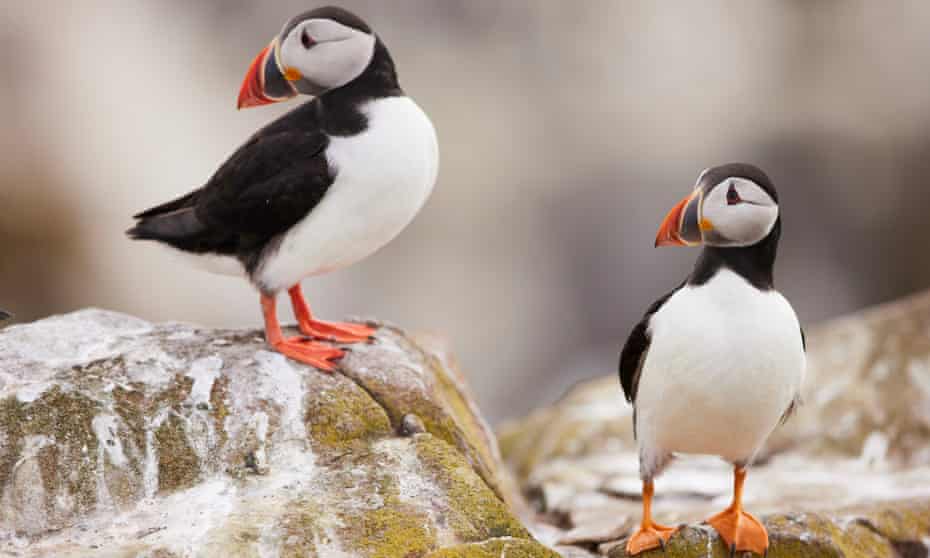 close-up of two puffins on rocks, Farne Islands