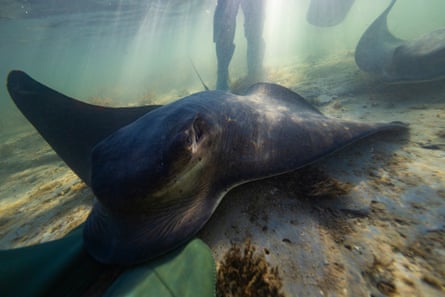 Dive Tatapouri owner Dean Savage, 63, calls in the stingrays ahead of a reef ecology tour at Tatapouri.