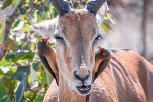 An impala with two oxpeckers in Kruger national park, South Africa