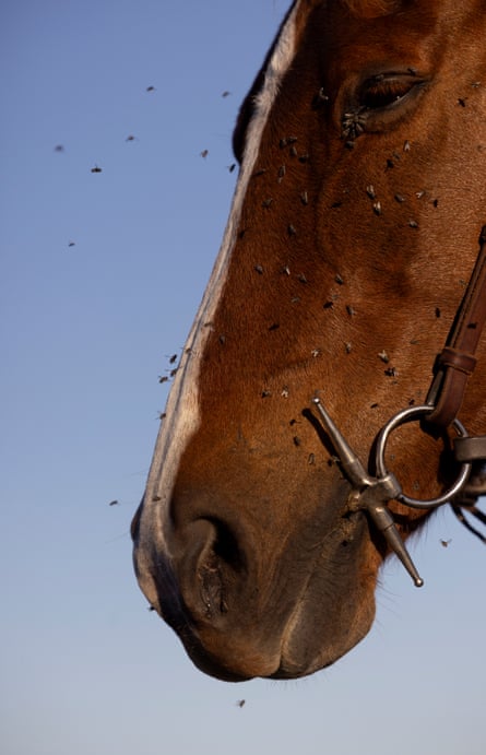 Face of a horse covered in a swarm of flies