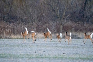 A herd of deer is seen grazing just after sunrise at the Oxbow Nature Conservancy in Lawrenceburg, Indiana, US