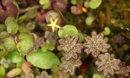 In liverworts like the common Marchantia, the gametophyte is the dominant phase.