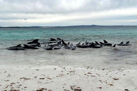 Scores of pilot whales stranded at Cheynes Beach, near Albany in Western Australia.