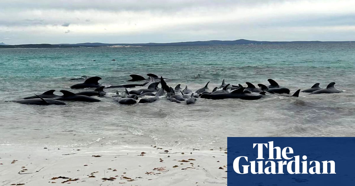 Race to save almost 50 pilot whales after same number die in mass stranding on WA beach
