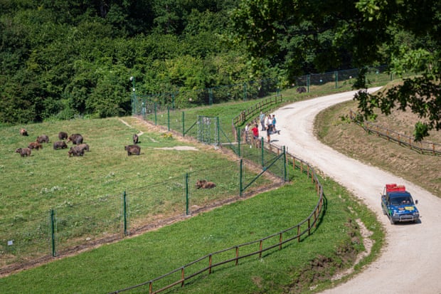 Libearty Bear Sanctuary Zarnesti