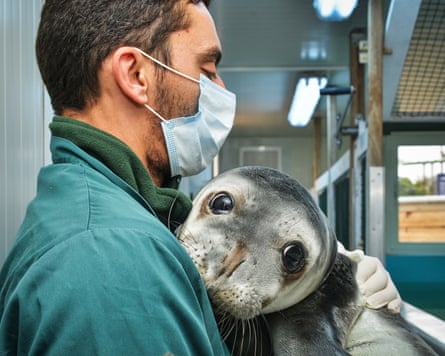 A seal pup rests its head on the chest of a man wearing a face mask