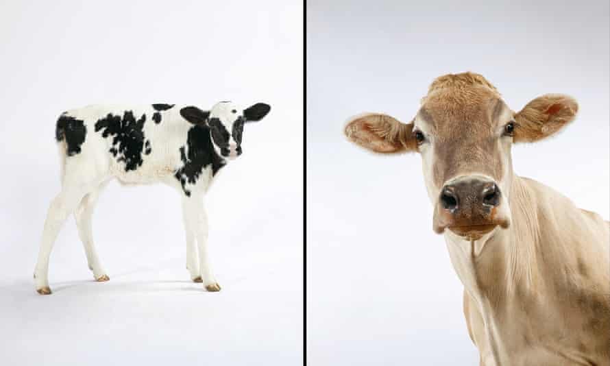 A calf and a cow.