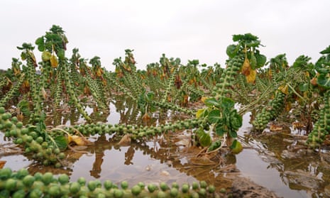A flooded field of brussels sprouts at TH Clements and Son Ltd near Boston, Lincolnshire, in January