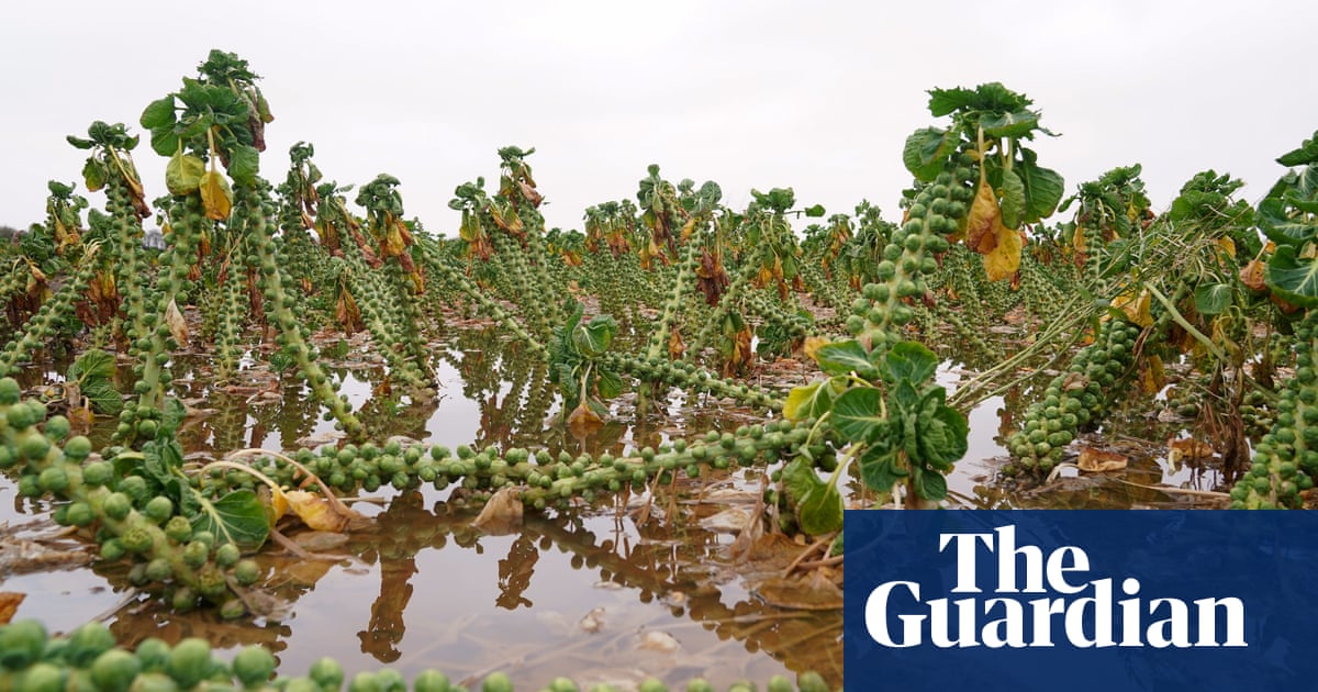 UK facing food shortages and price rises after extreme weather | Farming