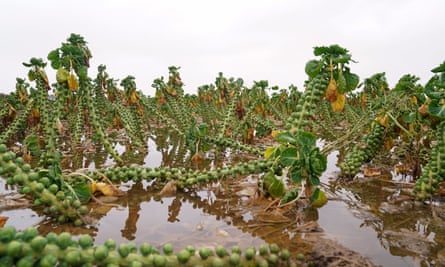 A closeup picture of a flooded field of brussels sprouts 