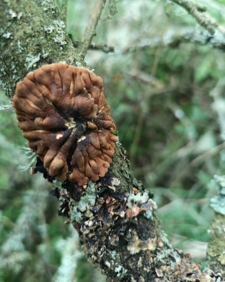 Willow gloves on a branch