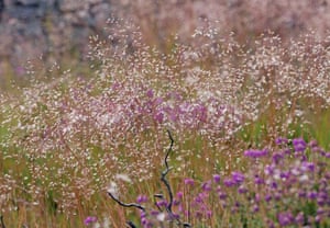 Wavy hair-grass