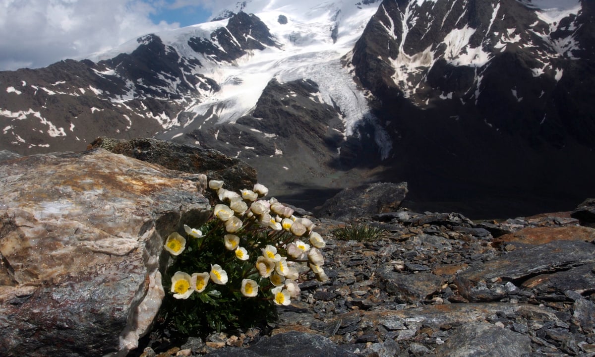Alpine Biome Climate