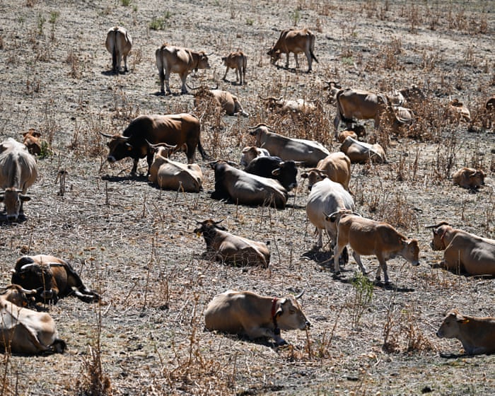 Western Europe records hottest-ever June as heatwaves intensify