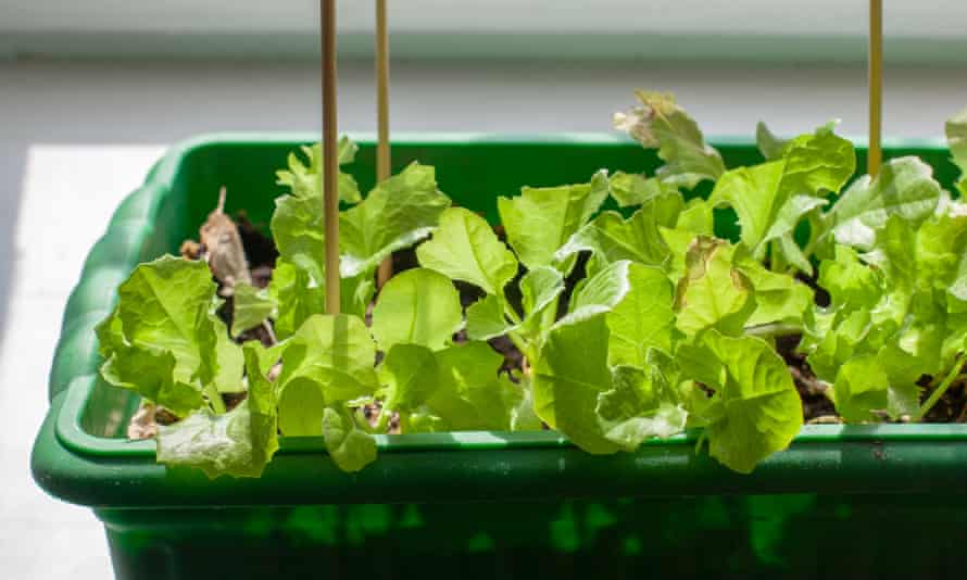 Box for seedlings with green lettuce on the windowsill.