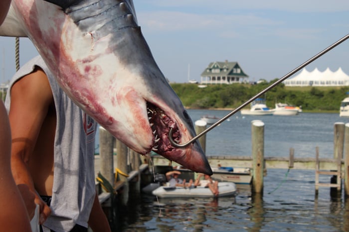Monster shark fishing tournaments face growing pressure to reform, Sharks