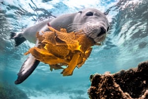 Leão-marinho debaixo d'água carregando algas