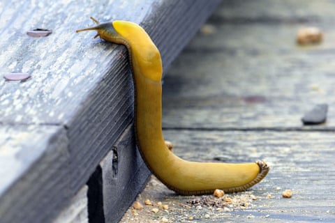 Uma lesma-banana, capaz de mudar de forma, sobe um degrau em Pacific Grove, Califórnia, EUA. Com corpos que mudam de forma e sem carapaça, a lesma consegue comprimir e esticar o corpo para passar por pequenas frestas, debaixo de troncos ou em espaços apertados.