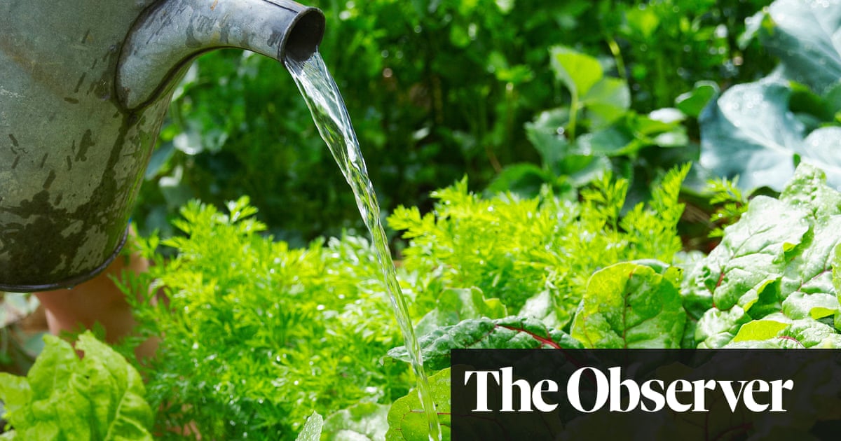 Take it easy on the watering and your veg will thank you