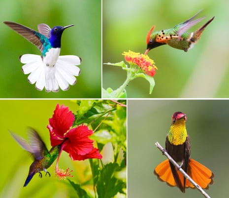 Hummingbirds (clockwise from top left to bottom right): white-necked jacobin, tufted coquette, ruby-topaz and copper-rumped.