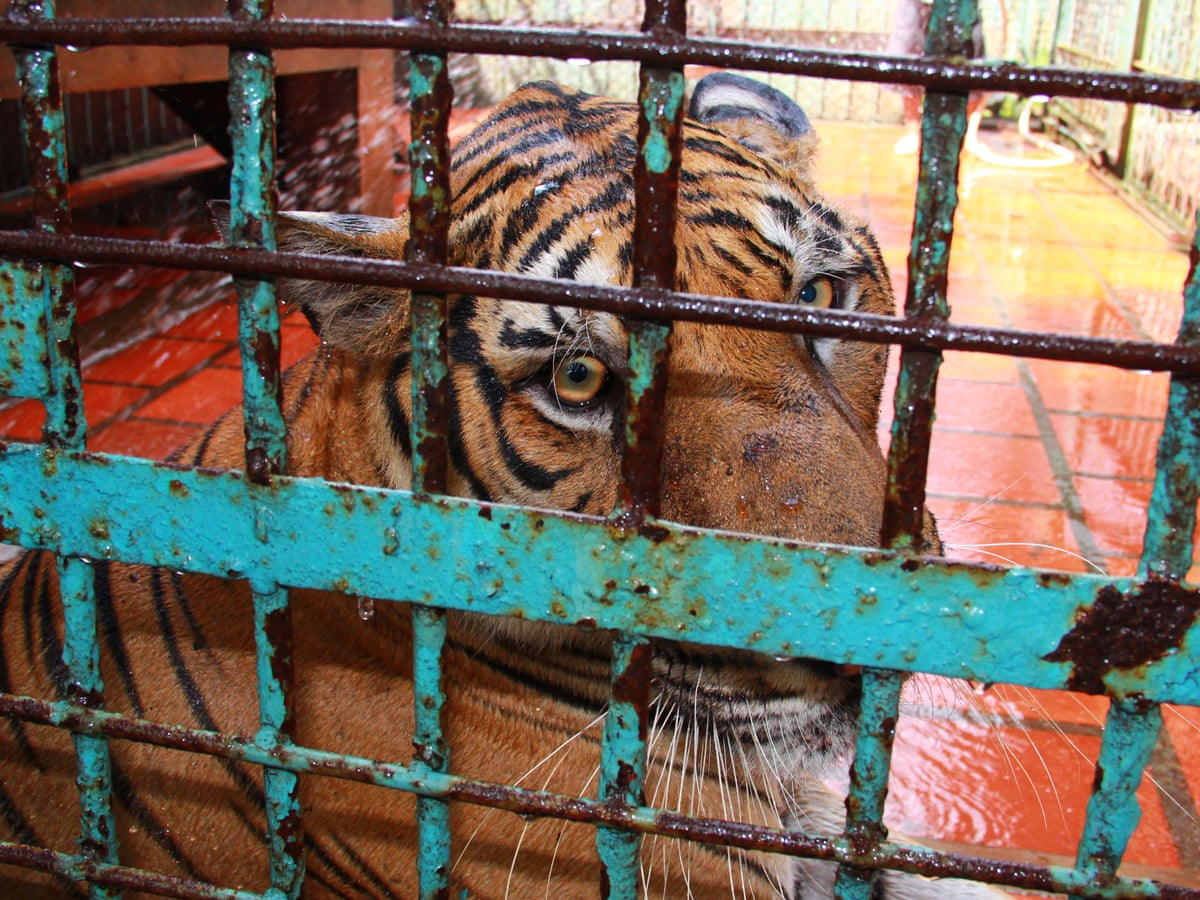 China Accused Of Defying Its Own Ban On Breeding Tigers To Profit From Body Parts Illegal Wildlife Trade The Guardian