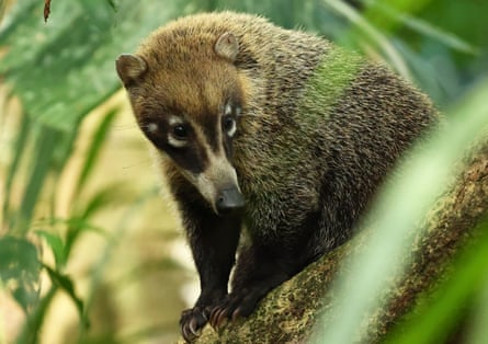 A coati bear in the jungle