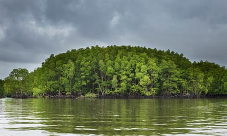 The Peam Krasop mangrove forest