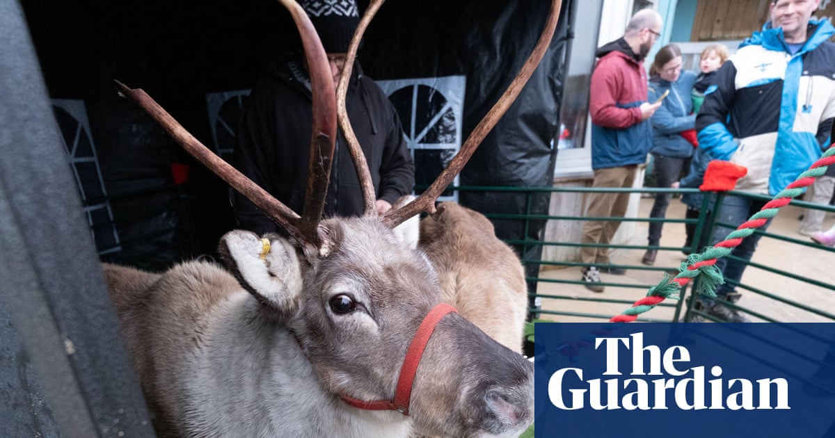 Rudolph at the Christmas market: cute festive attraction or damaging reindeer’s health?