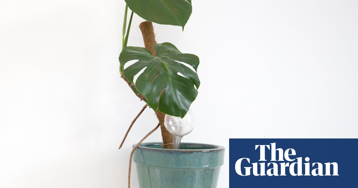 Houseplant clinic: I'm off on holiday. How will my plants survive?