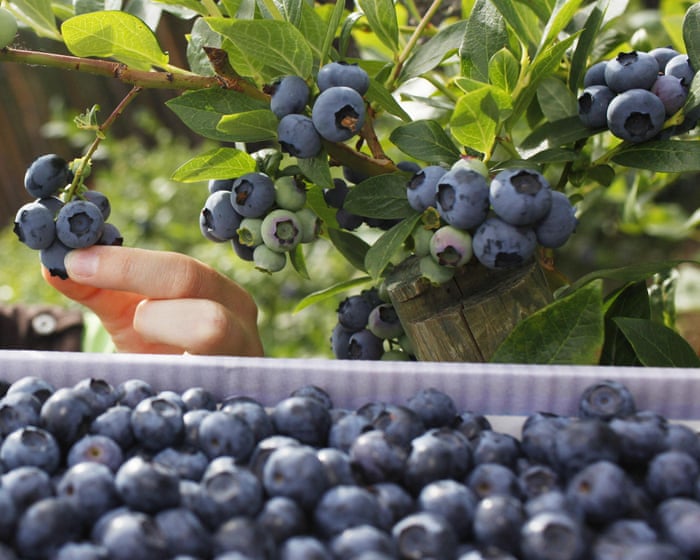 No traces of banned chemical thiometon found in blueberries, NSW authorities say, contradicting previous claim