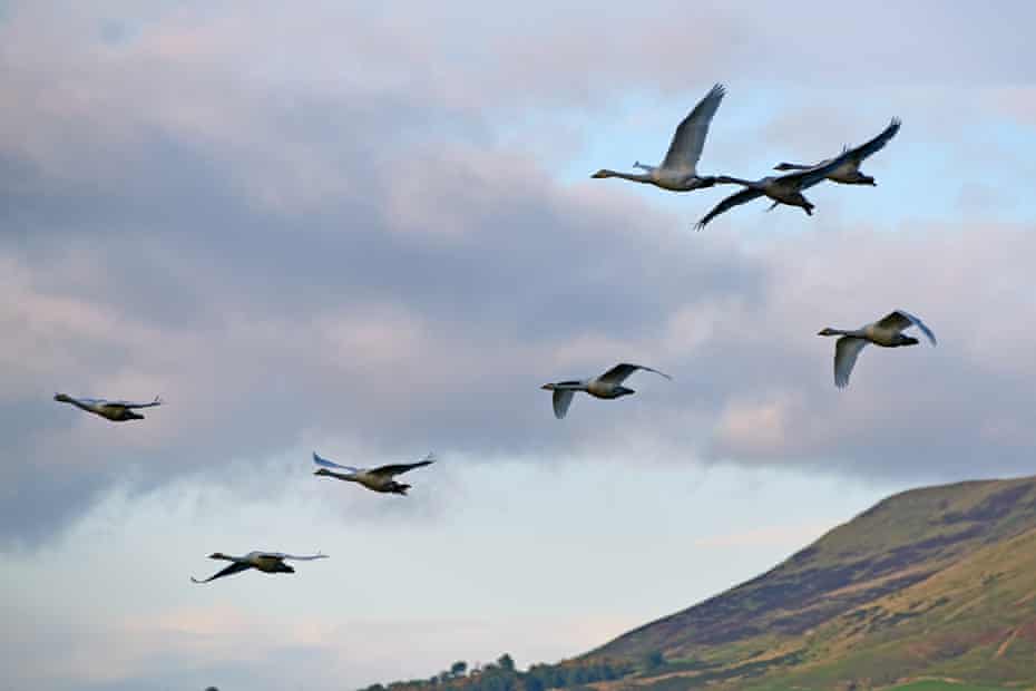 Whooper swans at Loch Leven.