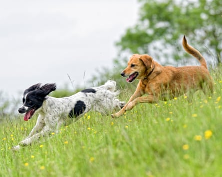 Two dogs bounding through a meadow
